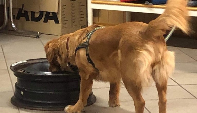 Träning specialsök