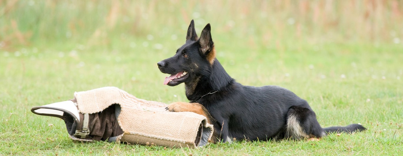 Hund ligger vid skyddsärm IGP
