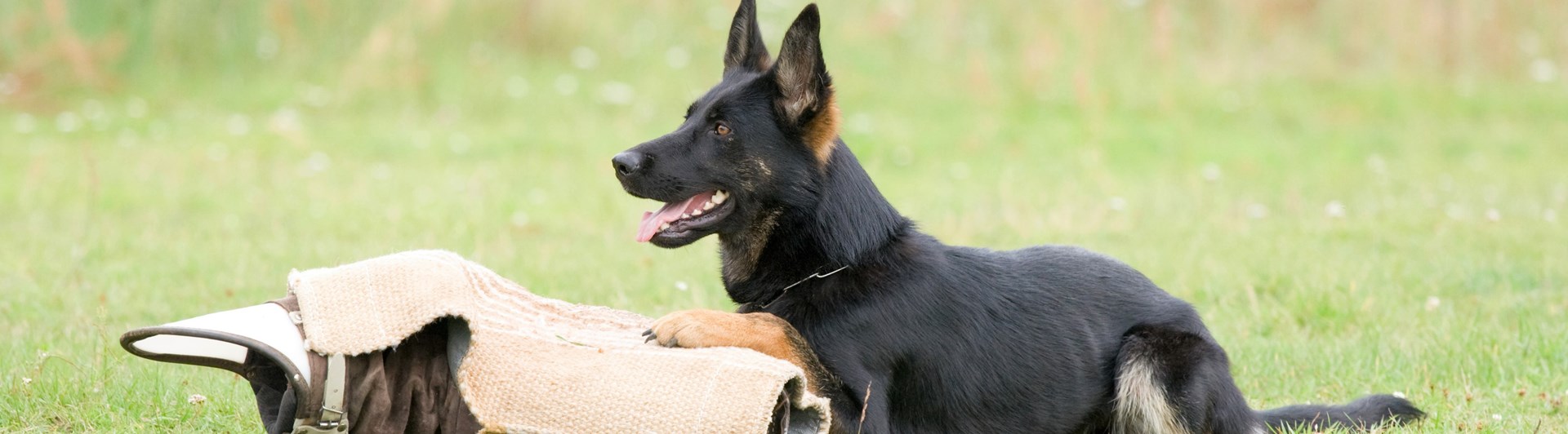 Hund ligger vid skyddsärm IGP