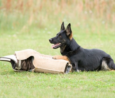 Hund ligger vid skyddsärm IGP