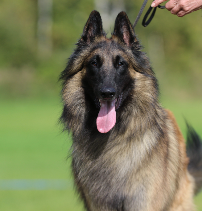Belgisk vallhund - terv