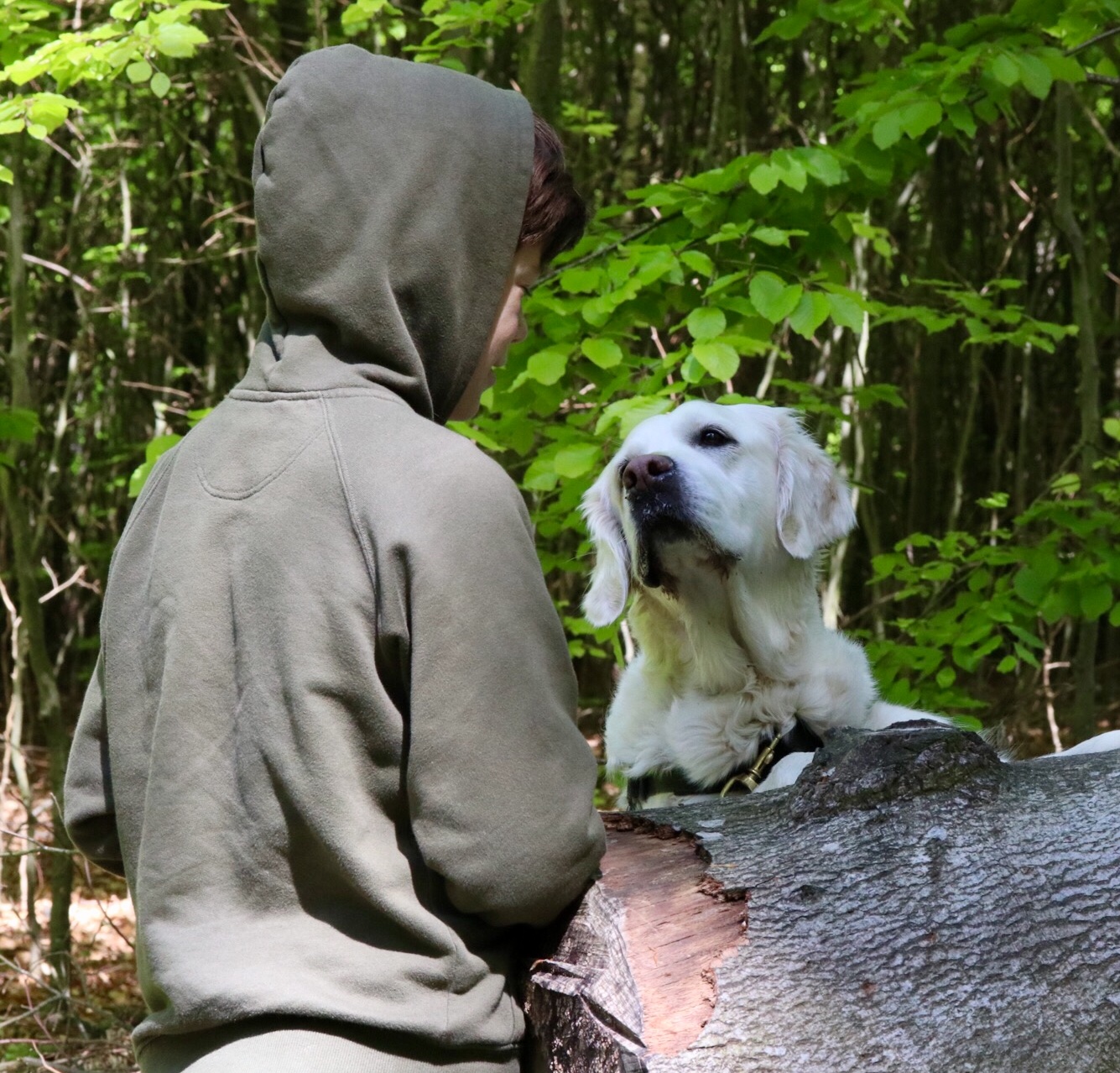 Golden retriever tittar upp och har ögonkontakt med sin unga husse som är klädd i grön huvtröja.