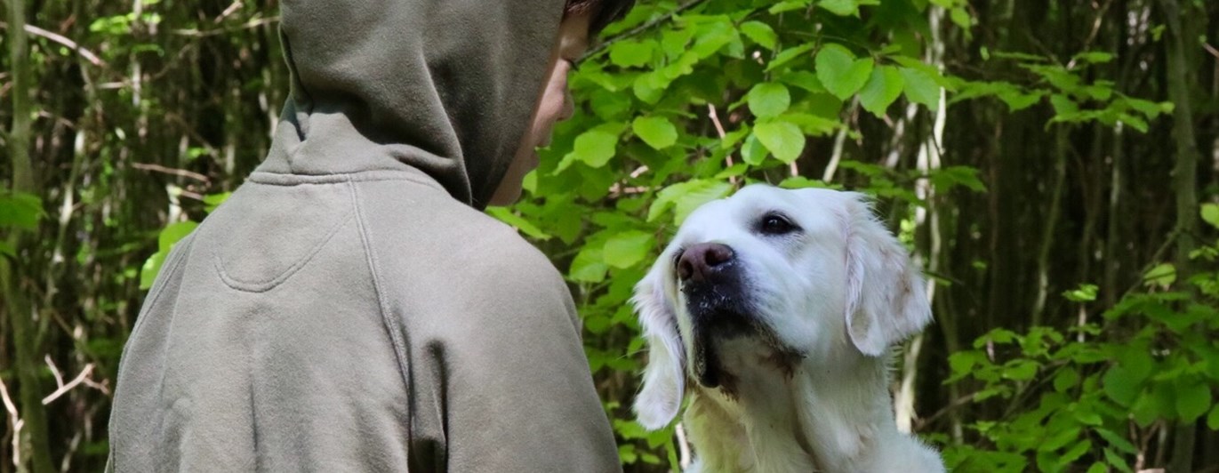 Golden retriever tittar upp och har ögonkontakt med sin unga husse som är klädd i grön huvtröja.