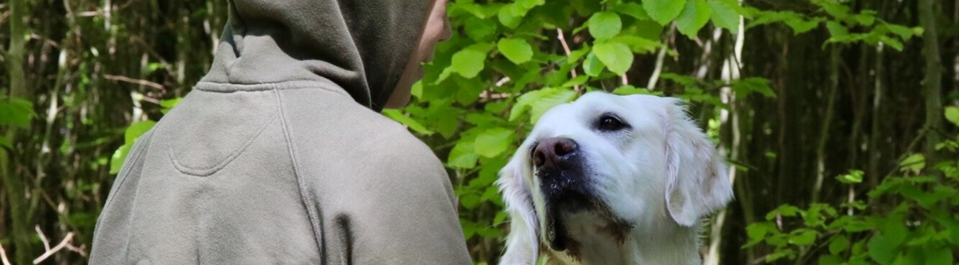 Golden retriever tittar upp och har ögonkontakt med sin unga husse som är klädd i grön huvtröja.