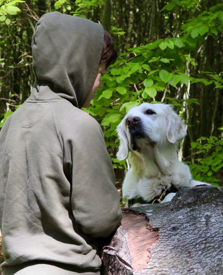 Golden retriever tittar upp och har ögonkontakt med sin unga husse som är klädd i grön huvtröja.