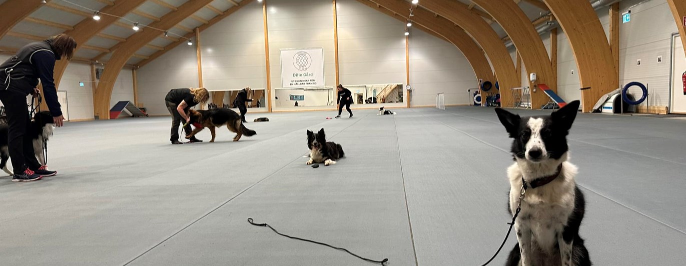 Bilden tagen under klubbträning för Östersunds Brukshundklubb i Dillehallen.