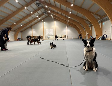 Bilden tagen under klubbträning för Östersunds Brukshundklubb i Dillehallen.