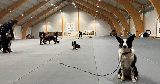 Bilden tagen under klubbträning för Östersunds Brukshundklubb i Dillehallen.