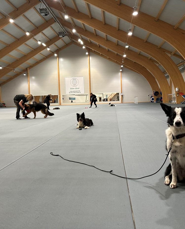 Bilden tagen under klubbträning för Östersunds Brukshundklubb i Dillehallen.