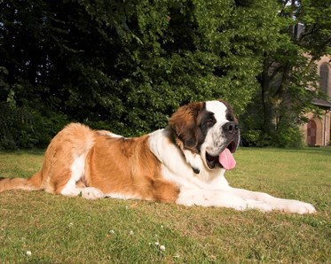 Saint Bernard