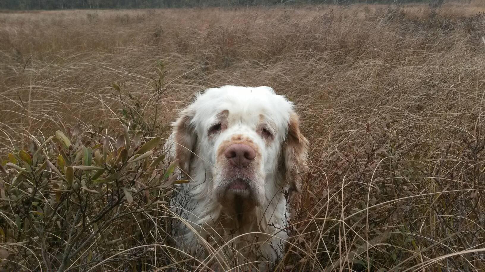 Hund som tittar upp med sitt huvud i högt gräs