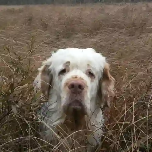 Hund som tittar upp med sitt huvud i högt gräs