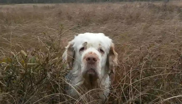 Hund som tittar upp med sitt huvud i högt gräs