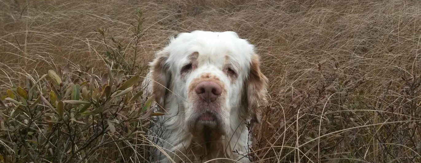 Hund som tittar upp med sitt huvud i högt gräs