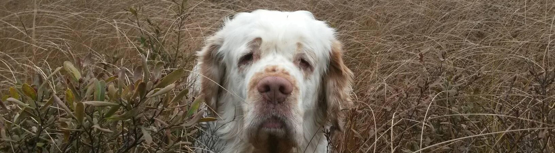 Hund som tittar upp med sitt huvud i högt gräs