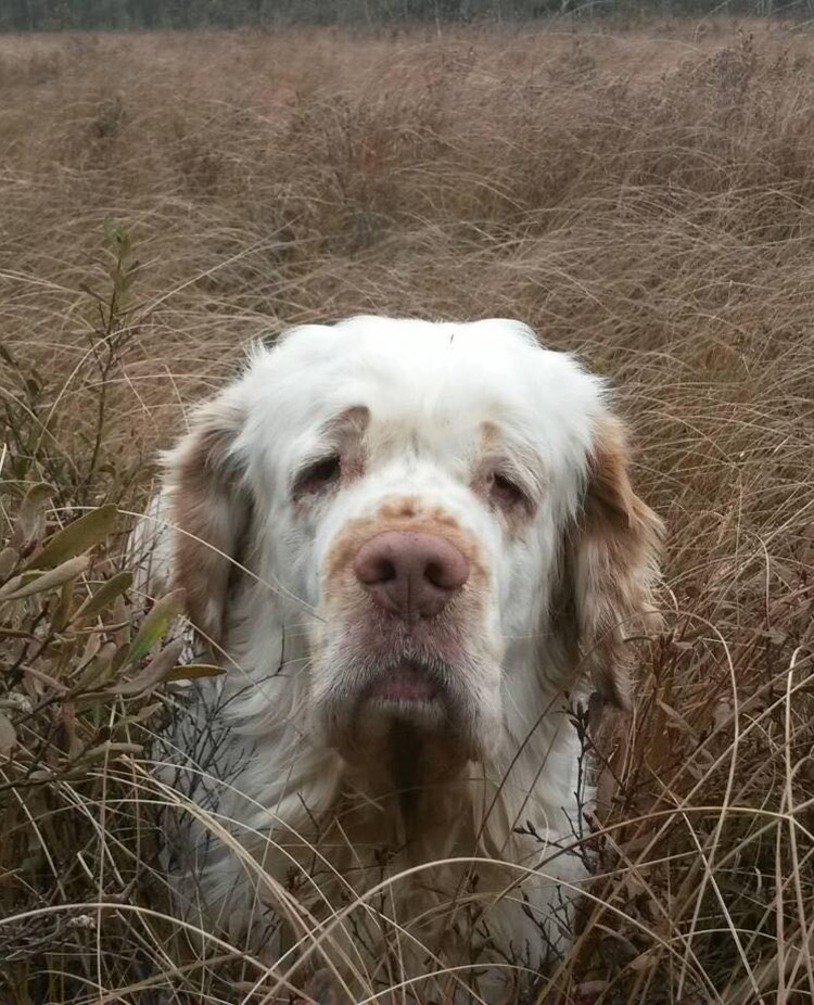 Hund som tittar upp med sitt huvud i högt gräs