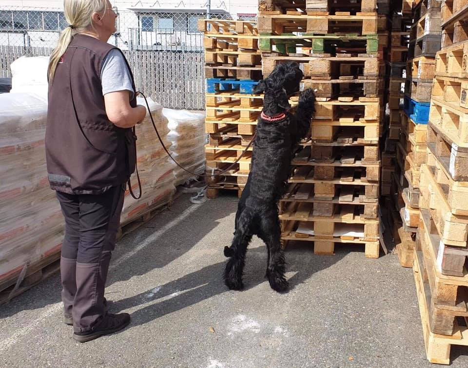 Riesenschnauzer som söker bland lastpallar