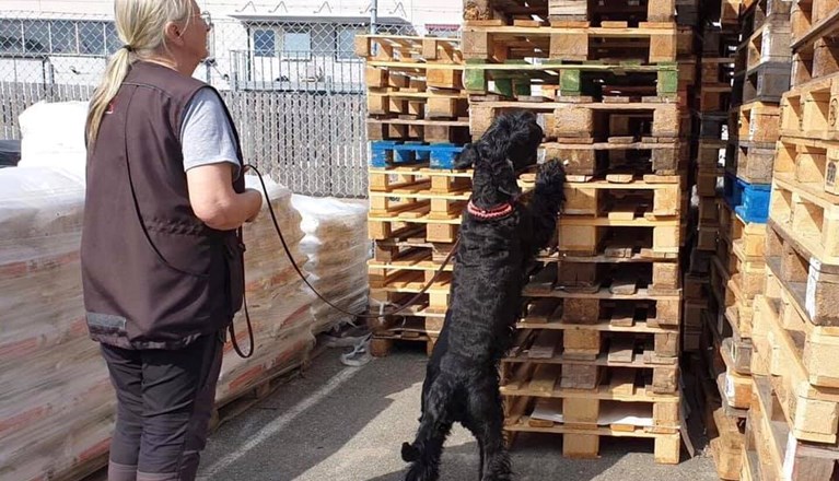 Riesenschnauzer som söker bland lastpallar