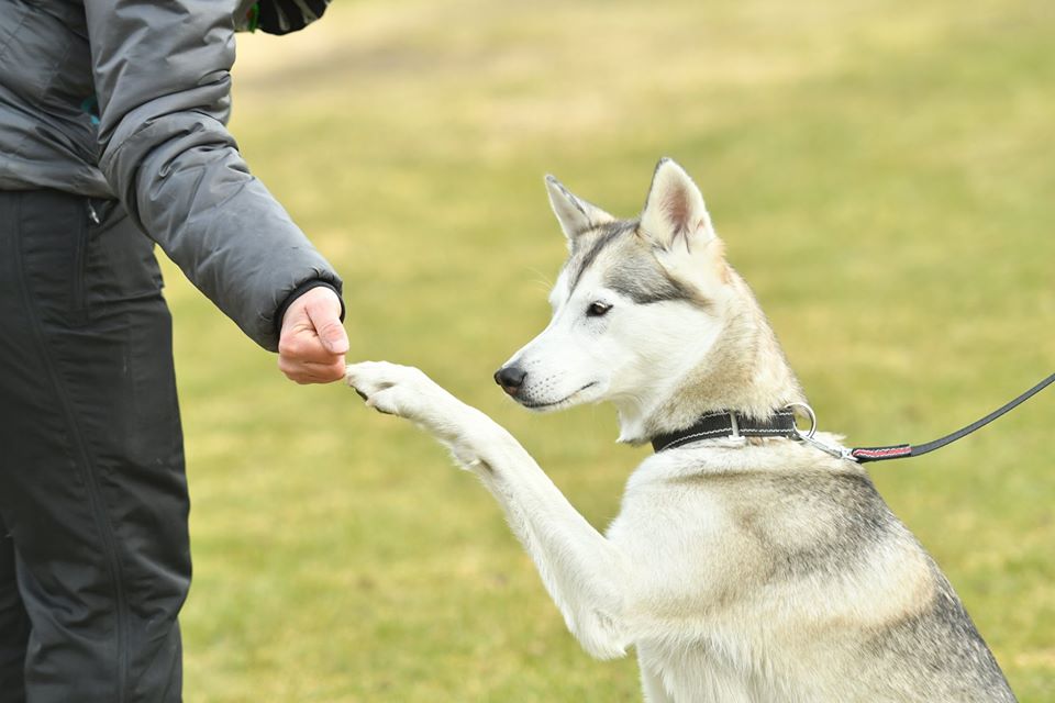 Husky som ger high five.