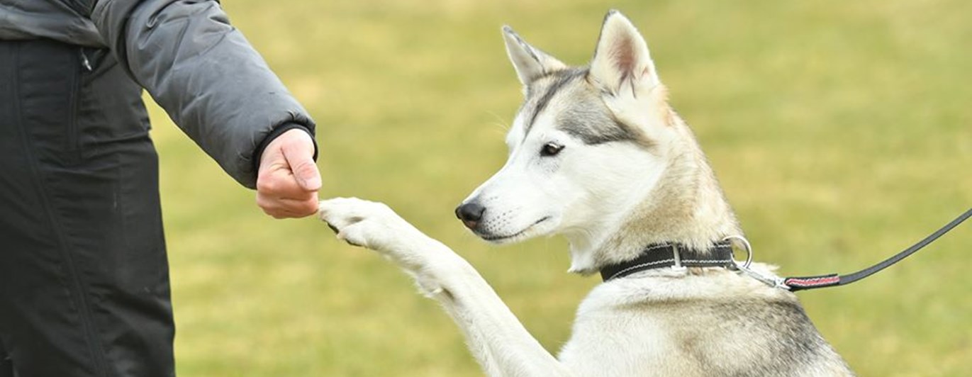 Husky som ger high five.
