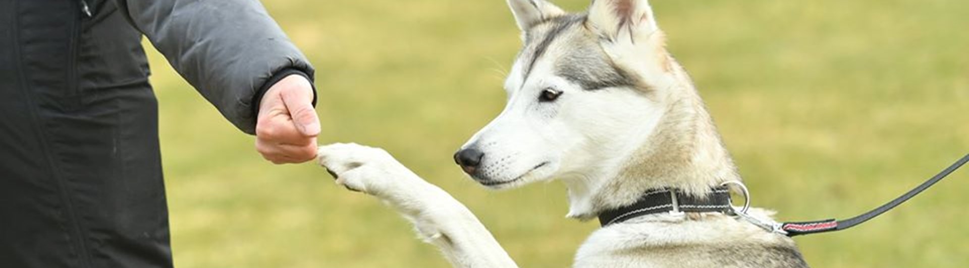 Husky som ger high five.