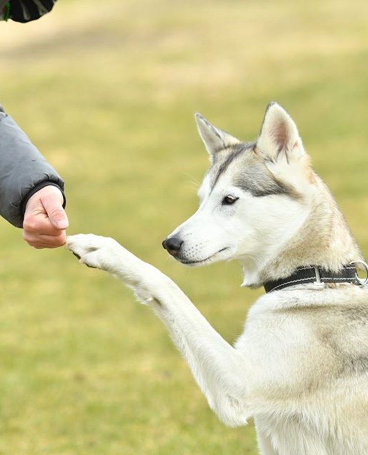 Husky som ger high five.