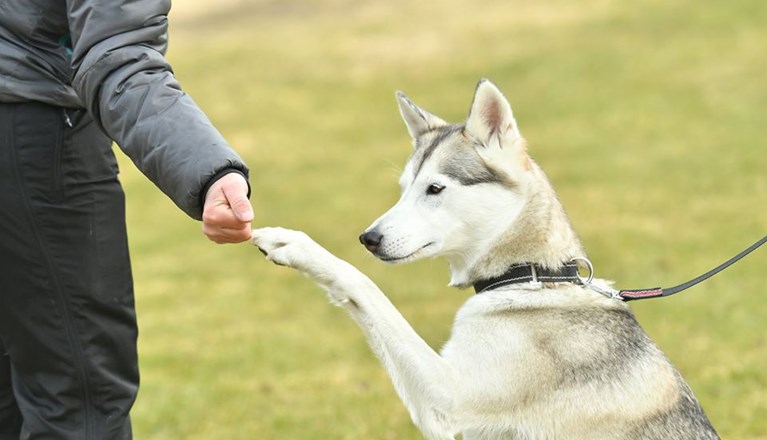 Husky som ger high five.
