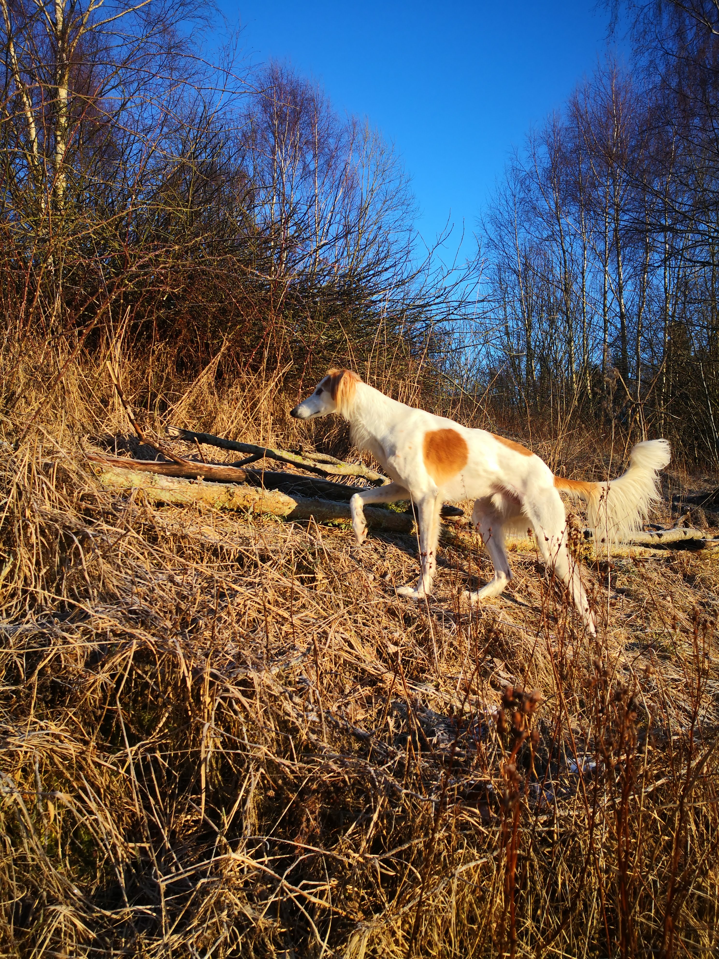 vinthund i frostlandskap