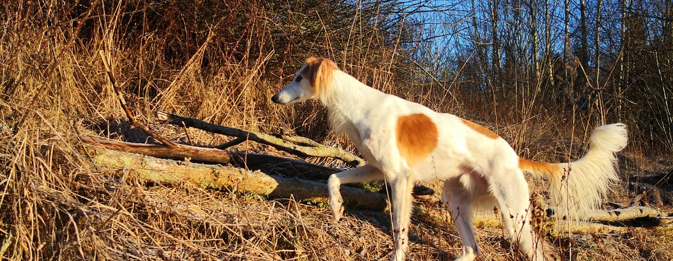 vinthund i frostlandskap