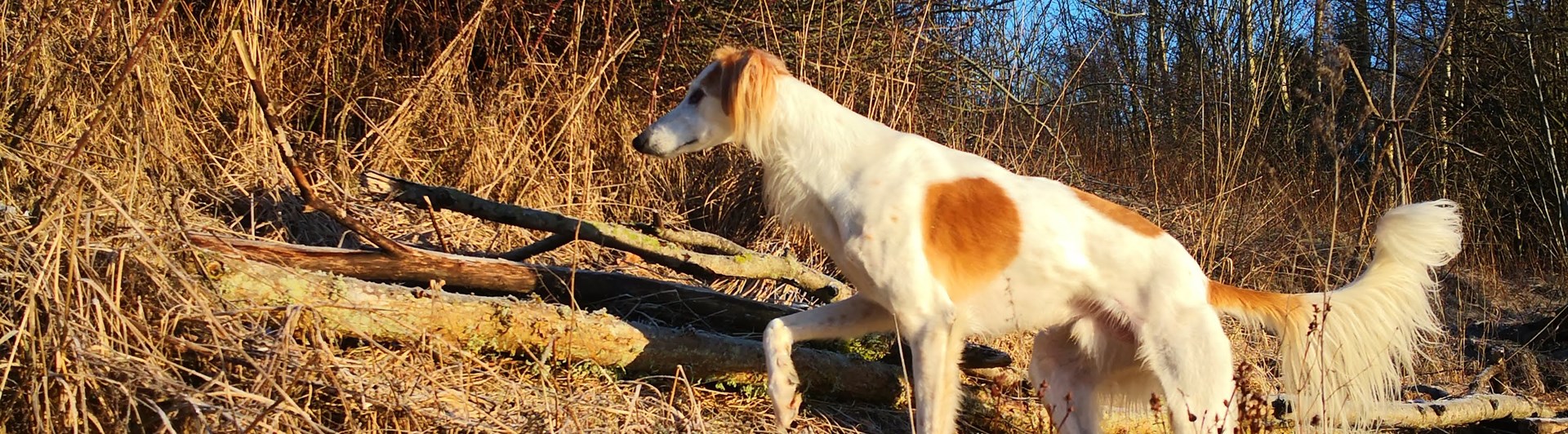 vinthund i frostlandskap