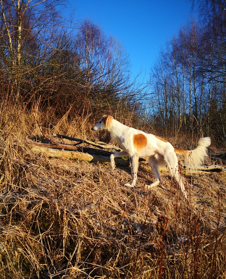 vinthund i frostlandskap