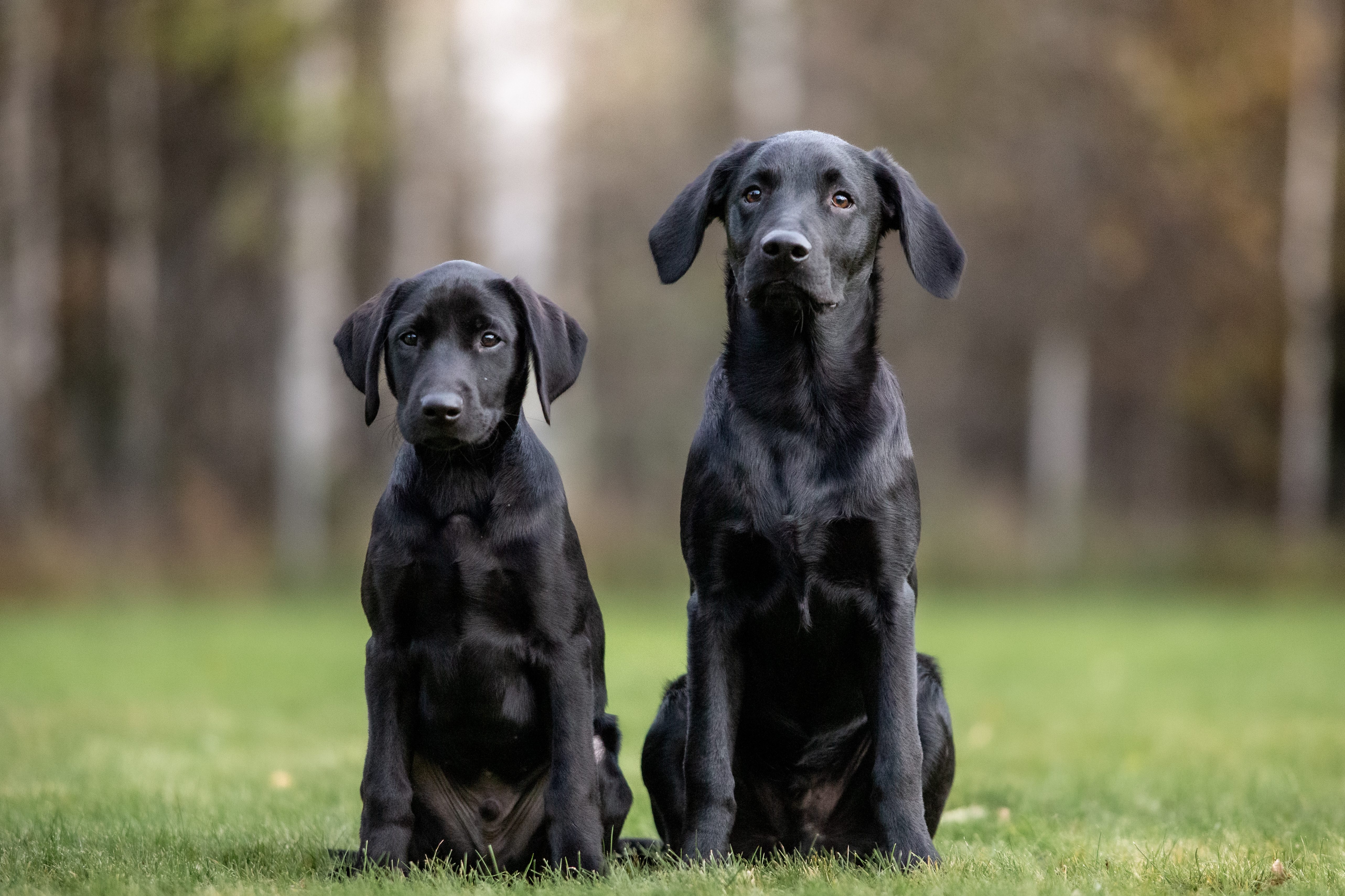 Ralf och Otto

Bild: Alva Högkvist
