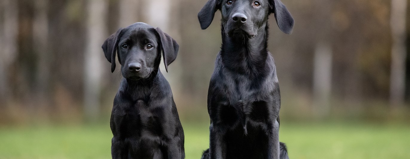 Ralf och Otto
Bild: Alva Högkvist