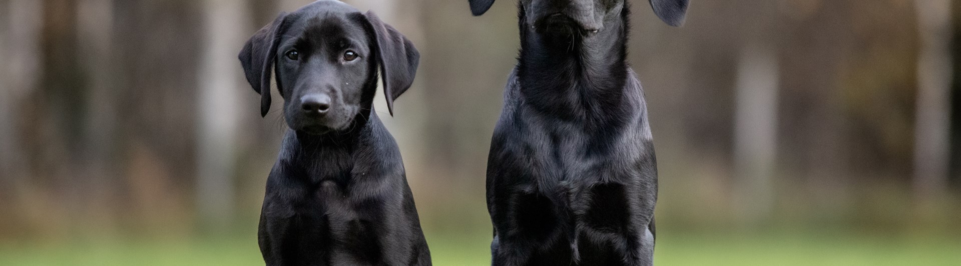 Ralf och Otto
Bild: Alva Högkvist