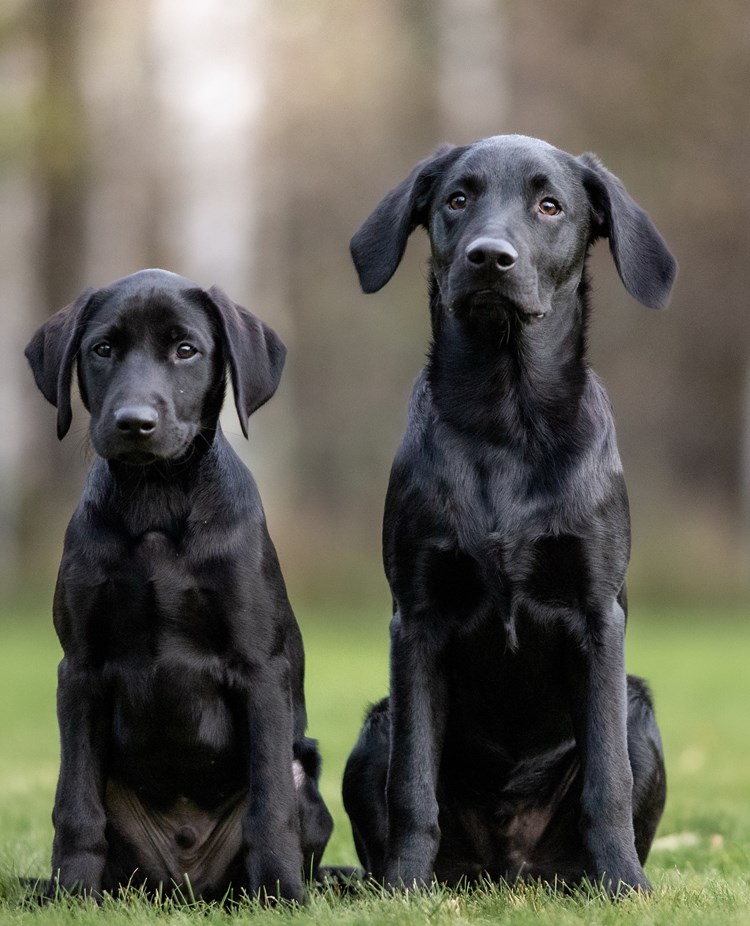 Ralf och Otto
Bild: Alva Högkvist