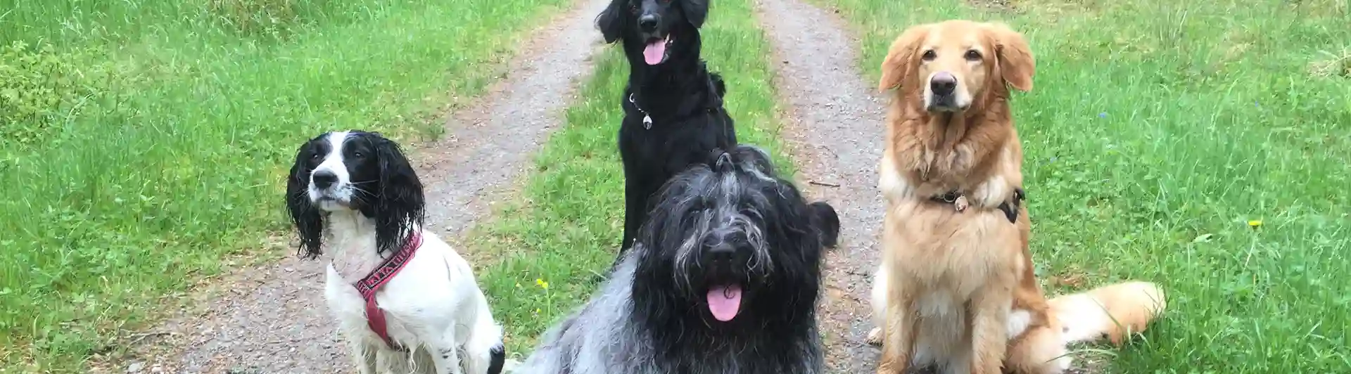 Hundar sitter på skogsväg