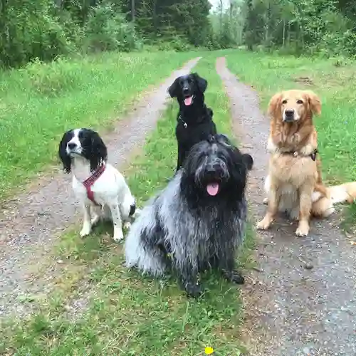 Hundar sitter på skogsväg