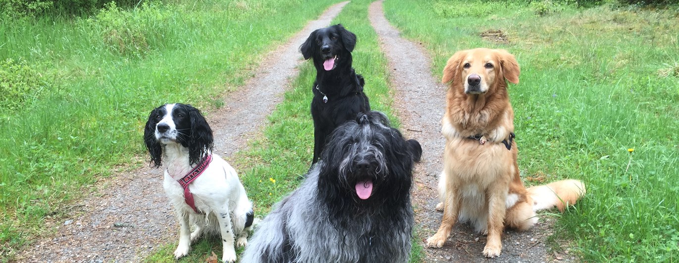 Hundar sitter på skogsväg