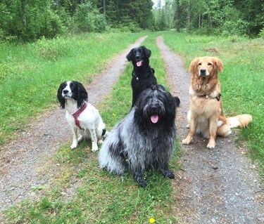 Hundar sitter på skogsväg