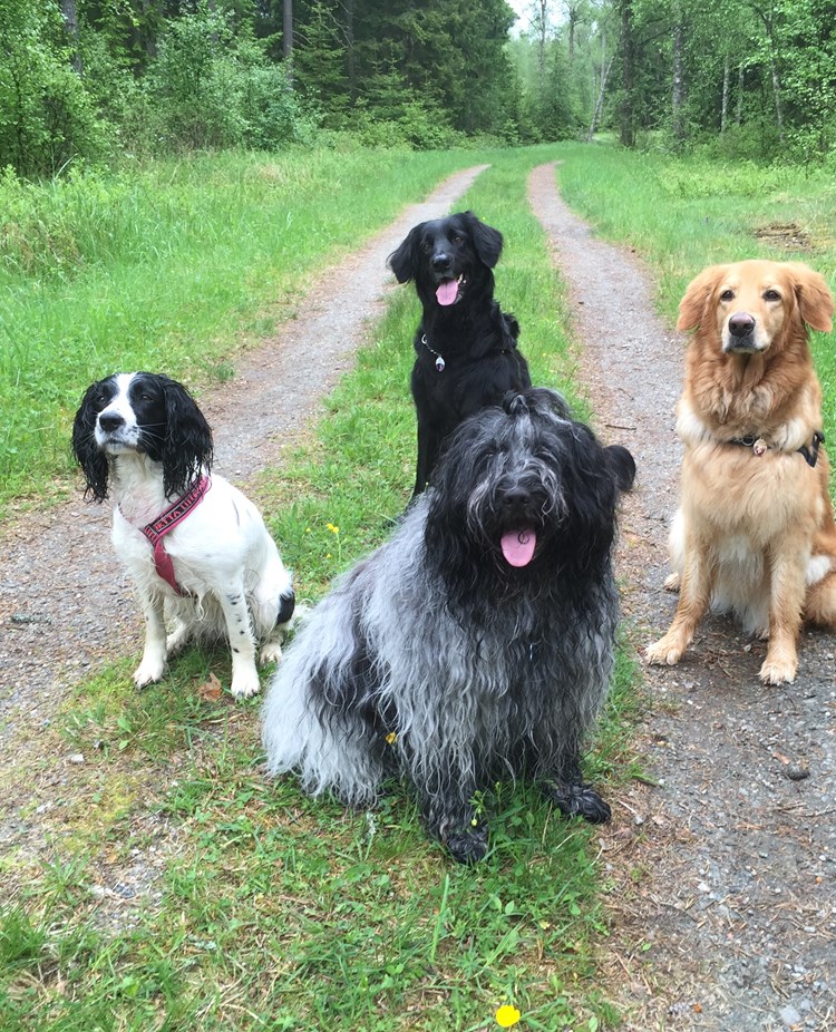 Hundar sitter på skogsväg