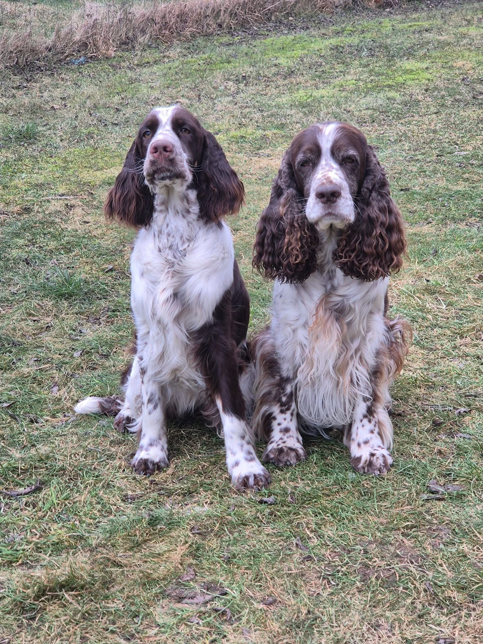 Två brunvita spaniels sitter på en gräsmatta och tittar mot kameran