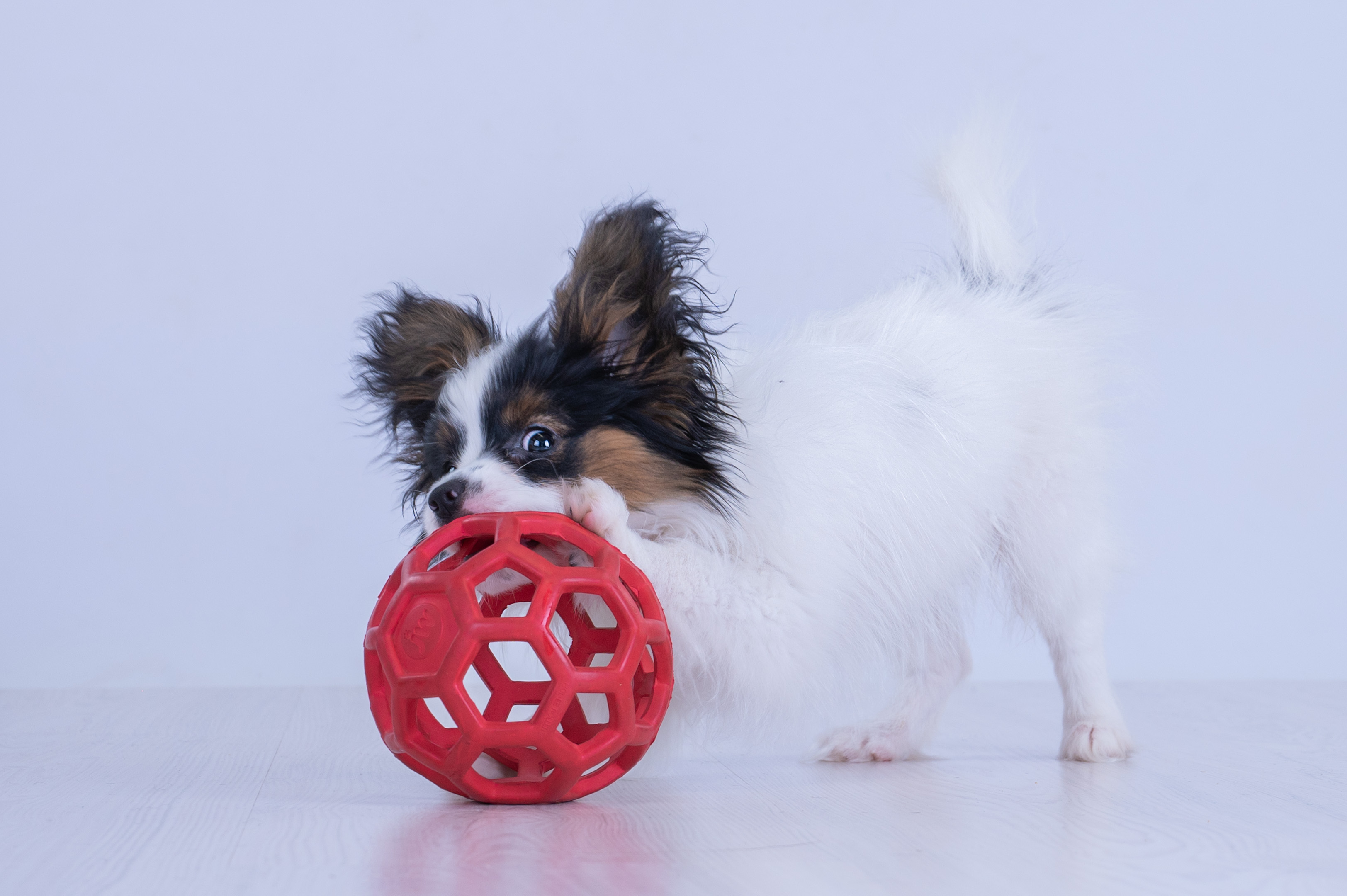 Papillonvalp med boll