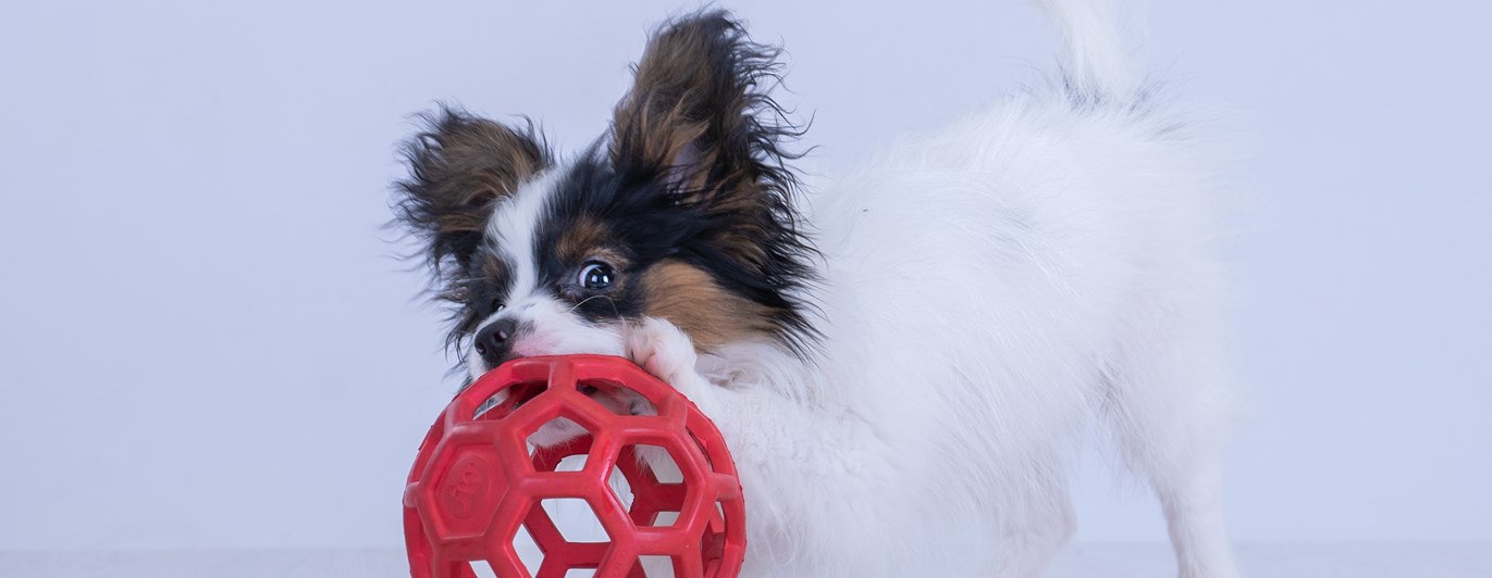 Papillonvalp med boll