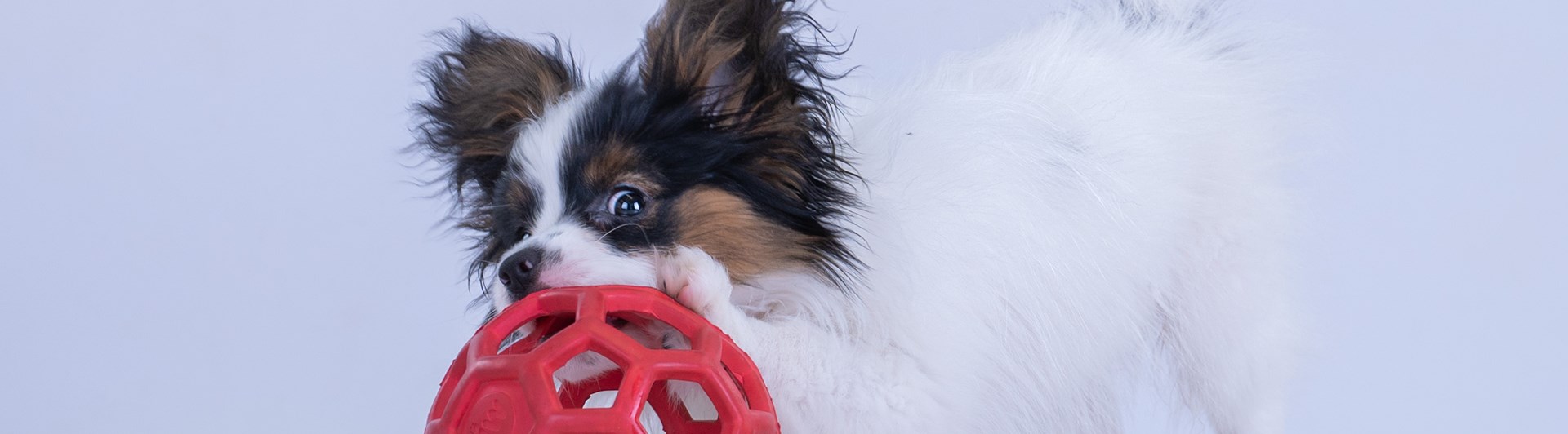 Papillonvalp med boll