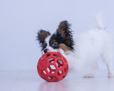 Papillonvalp med boll