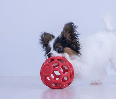 Papillonvalp med boll