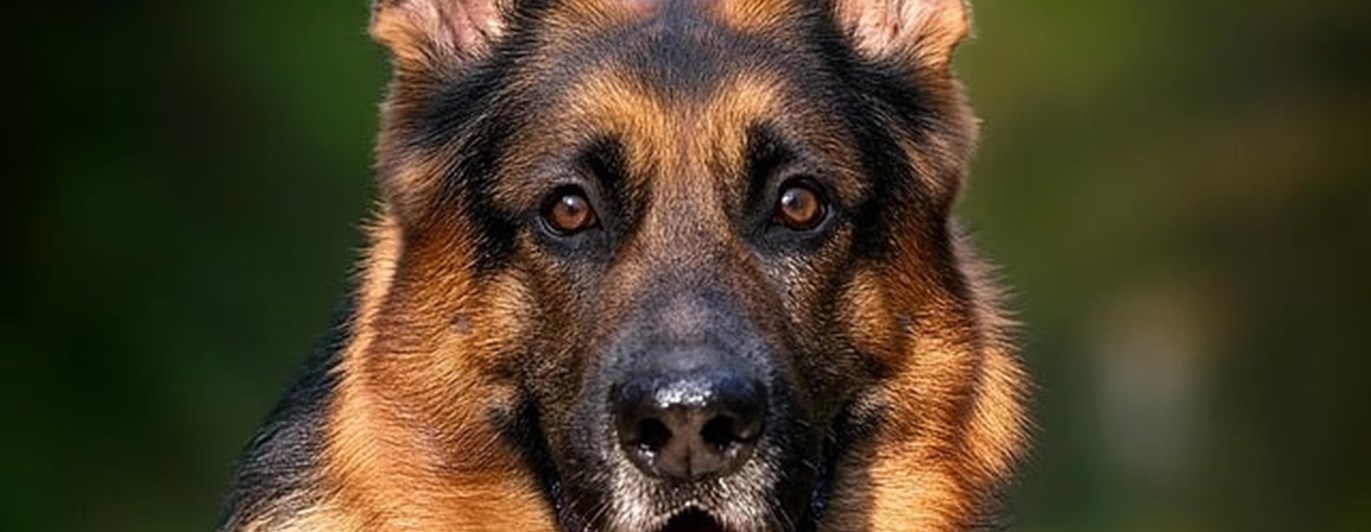 German shepherd